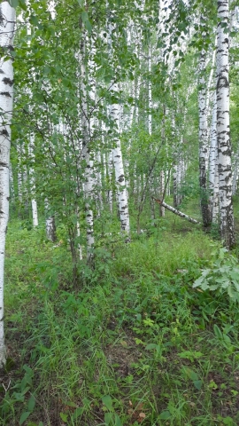 Лес