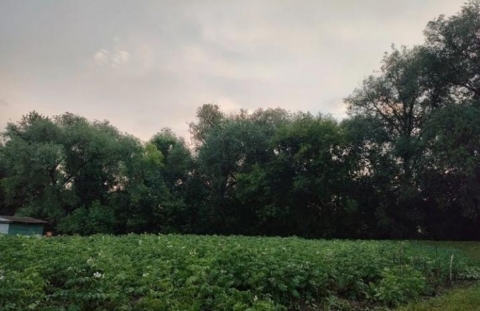 Все зеленело