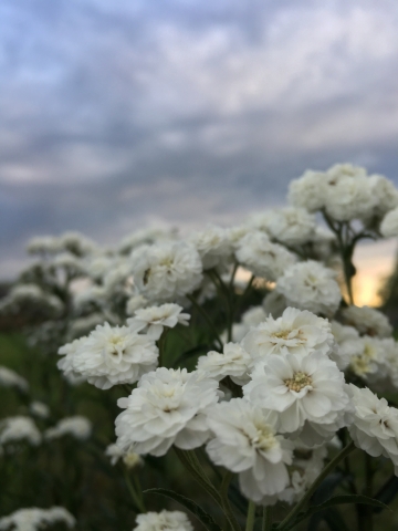Цветочки