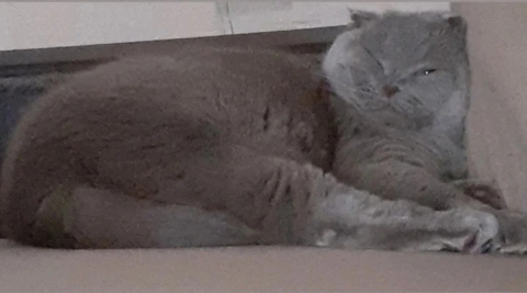 Наш сладкий котэ Риччи