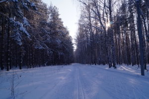 В зимнем лесу В зимнем лесу