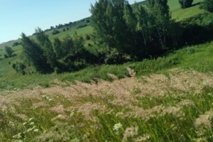 Родная земля Родная земля