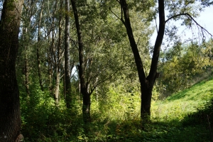 Дендрарий