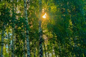 Пейзаж в лесополосе
