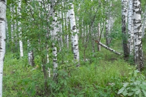 Лес