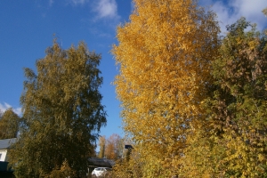 Лето или осень