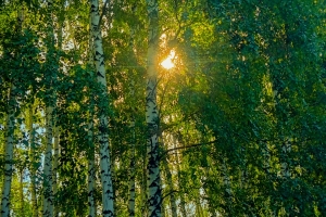 Фотопейзаж 