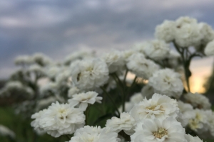 Цветочки