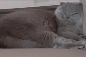 Наш сладкий котэ Риччи Наш сладкий котэ Риччи